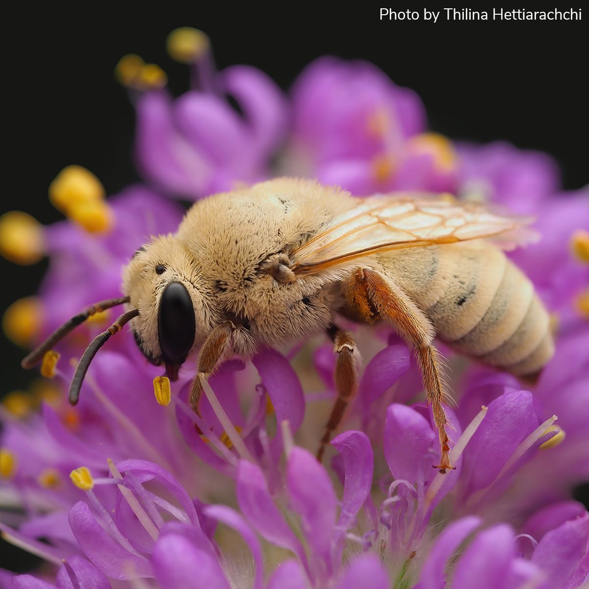 Entomological Society of America (@entsocamerica) on Twitter photo Arthropod Photo of the Week: January 29, 2025
Cellophane bee
Colletes wilmattae
Hymenoptera: Colletidae
Thilina Hettiarachchi (<a href="/ThilinaHA/">Thilina Hettiarachchi (@bugsnapz)</a>), Manitoba, Canada
#arthropodPOTW Arthropod Photo of the Week: January 29, 2025
Cellophane bee
Colletes wilmattae
Hymenoptera: Colletidae
Thilina Hettiarachchi (<a href="/ThilinaHA/">Thilina Hettiarachchi (@bugsnapz)</a>), Manitoba, Canada
#arthropodPOTW