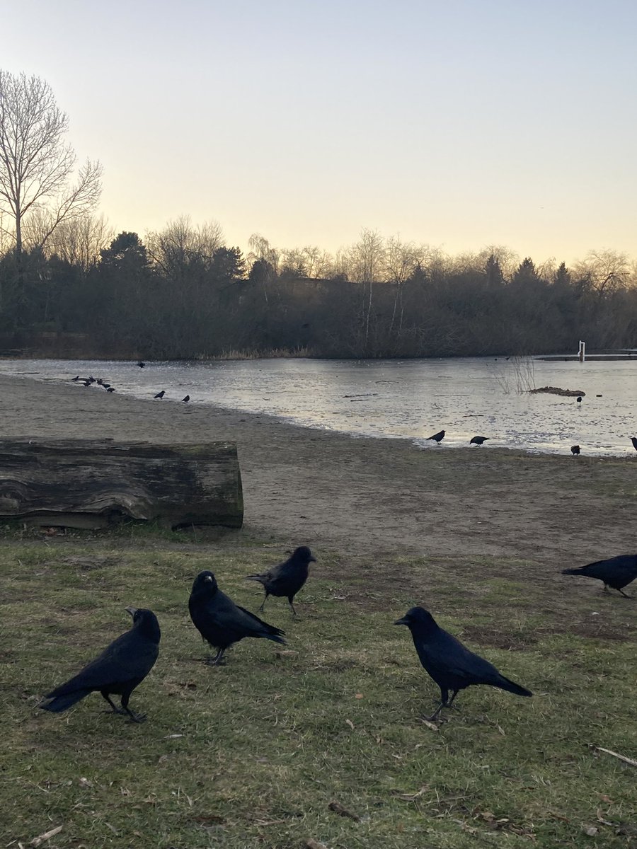 picking up my drawing habits again and starting with these sky spookies at the park #helloneatostudio #eastvan #crows