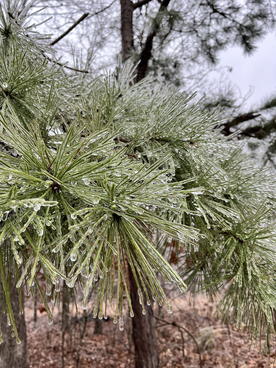 RejoicingReb M (@diligentbecca) on Twitter photo 