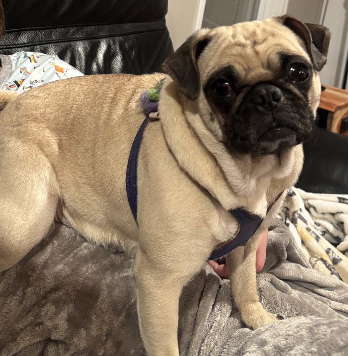 Are you looking for a new best friend? Roxy is looking for a forever family on <a href="/petfinder/">Petfinder</a> petfinder.com/dog/roxy-74982…