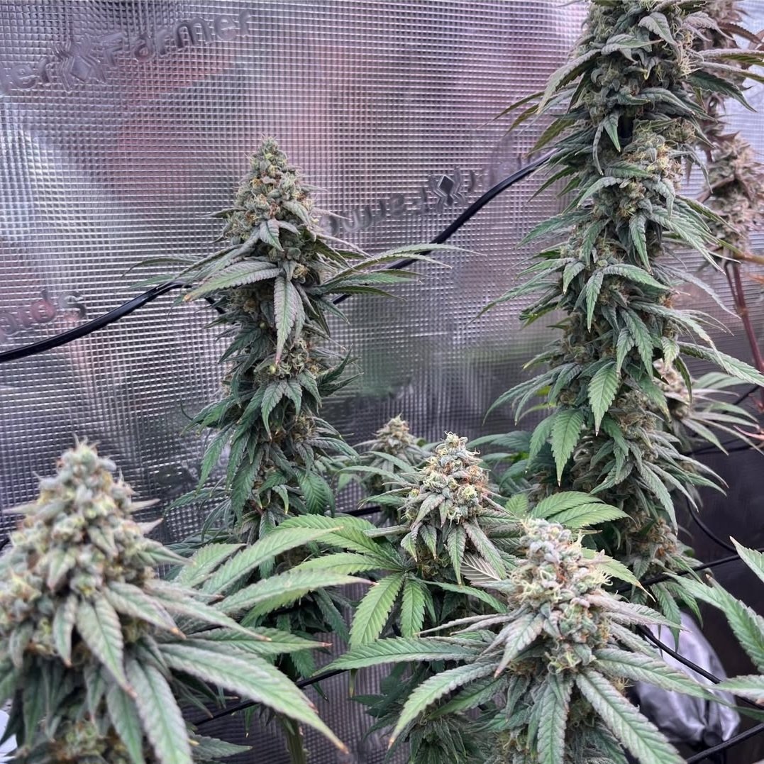 KannabiaSeeds's tweet photo. GELATO-K by #KannabiaSeeds 🌱 @IntKannabia @Kannabia_Samen @Kannabia_US

📷 Gracias al amigo #kannabista @bubatz_buben 💯😍🧡💚

ℹ️ #Gelato_K #seeds ➡️ https://t.co/1yoBRCcHBt

Fem ♀️
Gelato x Bubba Kush
Sativa dominant hybrid
2X🏆🏆
#USGenetics 🇺🇸
#cannabisculture #420friendly