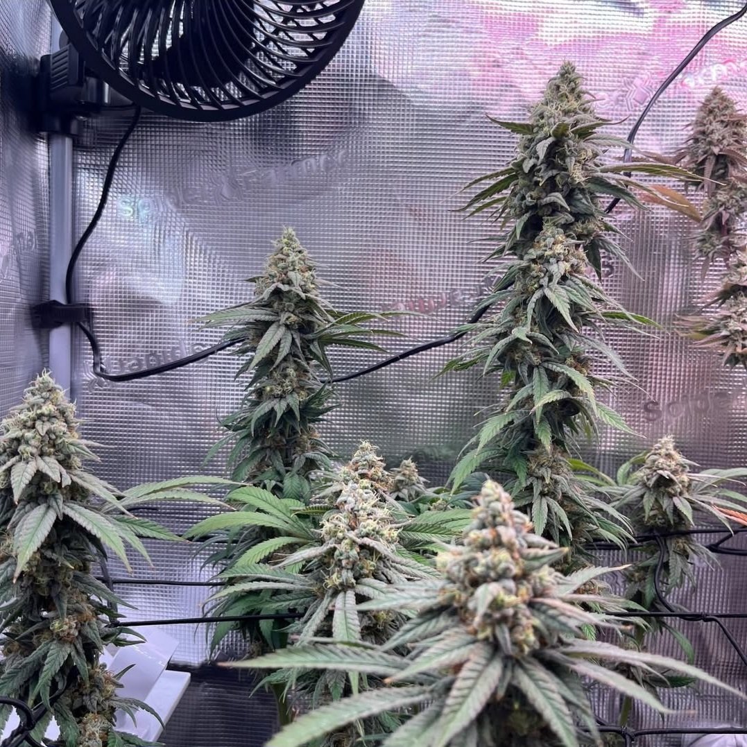 KannabiaSeeds's tweet photo. GELATO-K by #KannabiaSeeds 🌱 @IntKannabia @Kannabia_Samen @Kannabia_US

📷 Gracias al amigo #kannabista @bubatz_buben 💯😍🧡💚

ℹ️ #Gelato_K #seeds ➡️ https://t.co/1yoBRCcHBt

Fem ♀️
Gelato x Bubba Kush
Sativa dominant hybrid
2X🏆🏆
#USGenetics 🇺🇸
#cannabisculture #420friendly