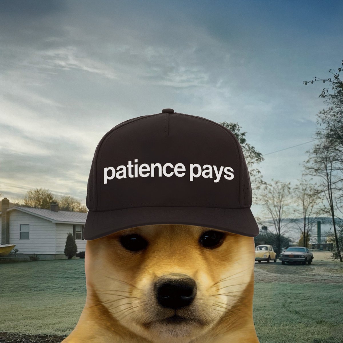 dogwifcoin (@dogwifcoin) on Twitter photo 