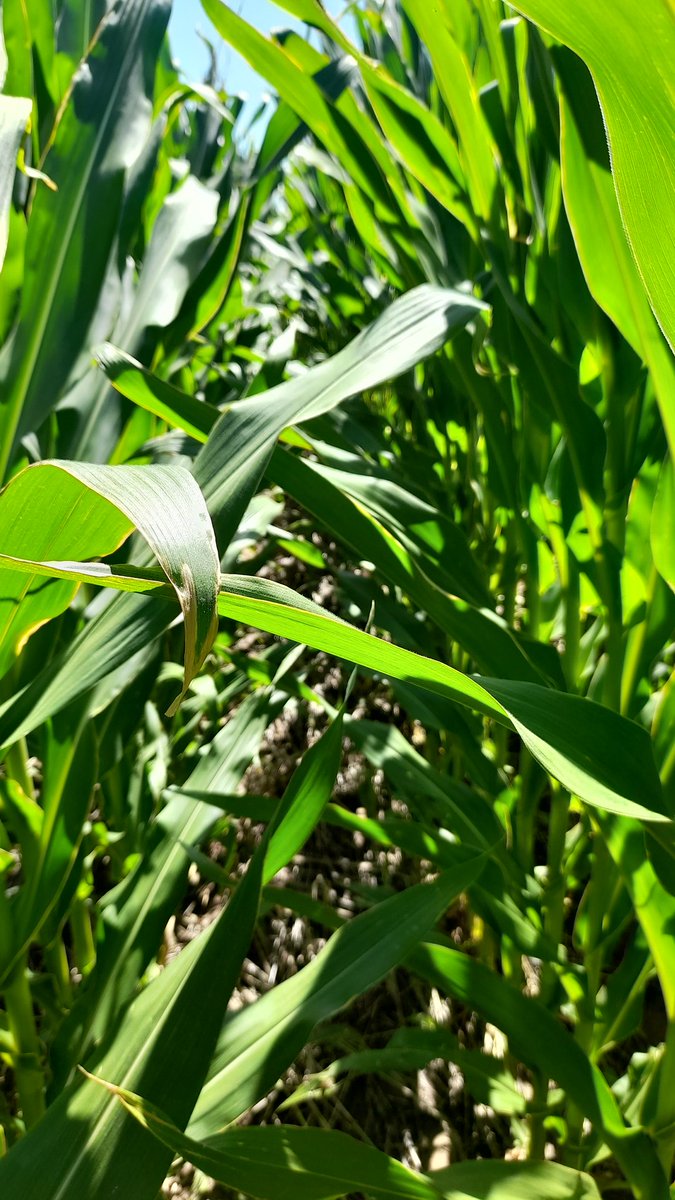 Mariano Martinez tweet media