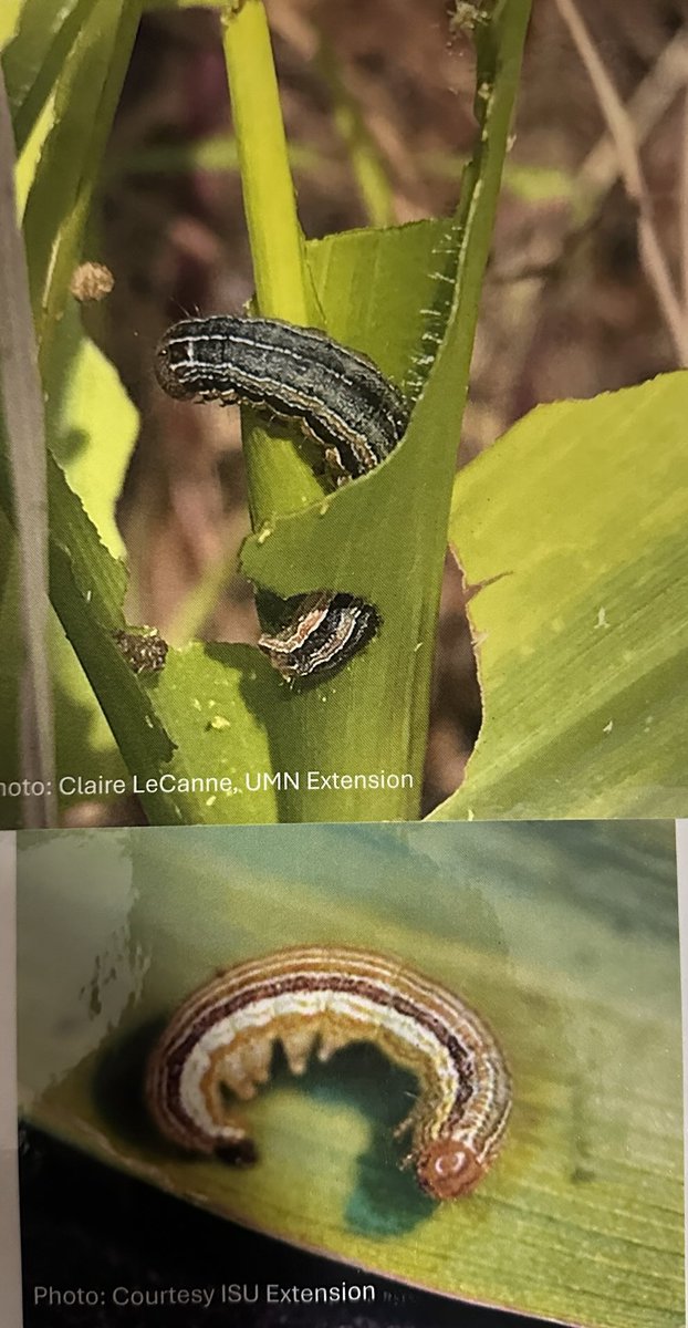 SoilLorax's tweet image. Learning about pests and diseases that can be more prominent when planting #corn in #CerealRye. #sms2025 ⁦@UMNExt⁩