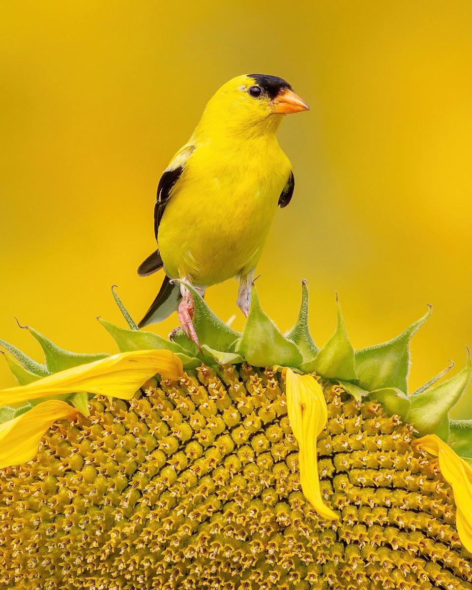 MbarkCherguia's tweet photo. American Goldfinch sitting on Sunflower 🌻💛 Manitoba, Canada by Mona Ross Hildebrand 🇨🇦

#birdphotography #Canada https://t.co/7YJEfBQgNA