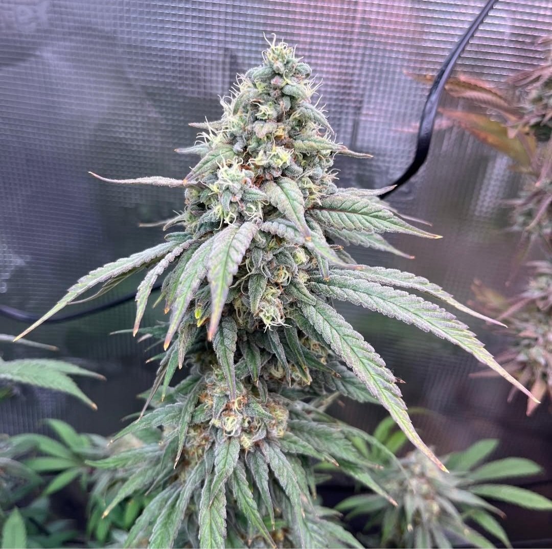 KannabiaSeedsUS's tweet photo. GELATO-K by #KannabiaSeeds 🌱 @KannabiaSeeds @Kannabia_Samen @IntKannabia

📷 Credits: @bubatz_buben Thanks! 💯😋🍨🧡💚

ℹ️ #Gelato_K #cannabisseeds ➡️ https://t.co/U6xCgTDp1J

Fem ♀️
Gelato x Bubba Kush
Sativa dominant hybrid
2X🏆🏆

#USGenetics 🇺🇸 
#cannabisculture #420friendly https://t.co/9qbT9T7Ivn