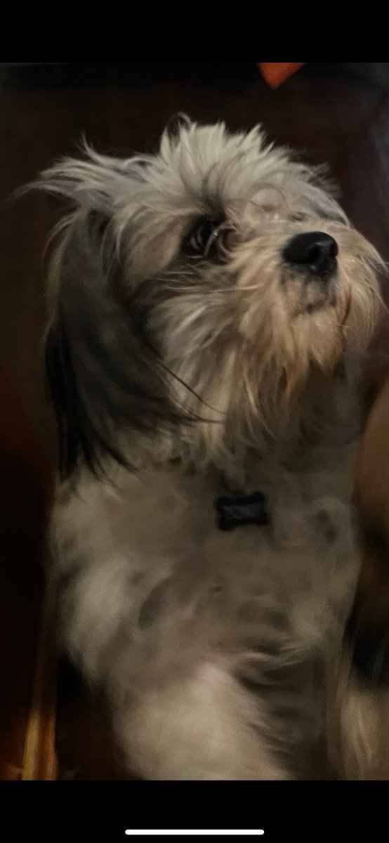 dementia76's tweet photo. It’s been too cold lately. Finally the weather was nice enough for Tony’s first groom day of 2025. Thank U @doggonebeautiful. 
@1legchad https://t.co/JqTOqTE8m8