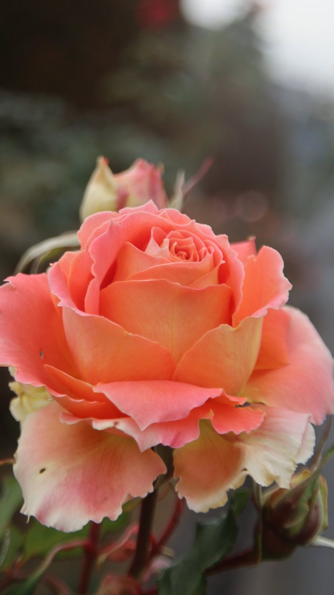 gontanokoneroku's tweet photo. Rose 😃

#Photography #Flowers #Rose https://t.co/siUzrIk9bz