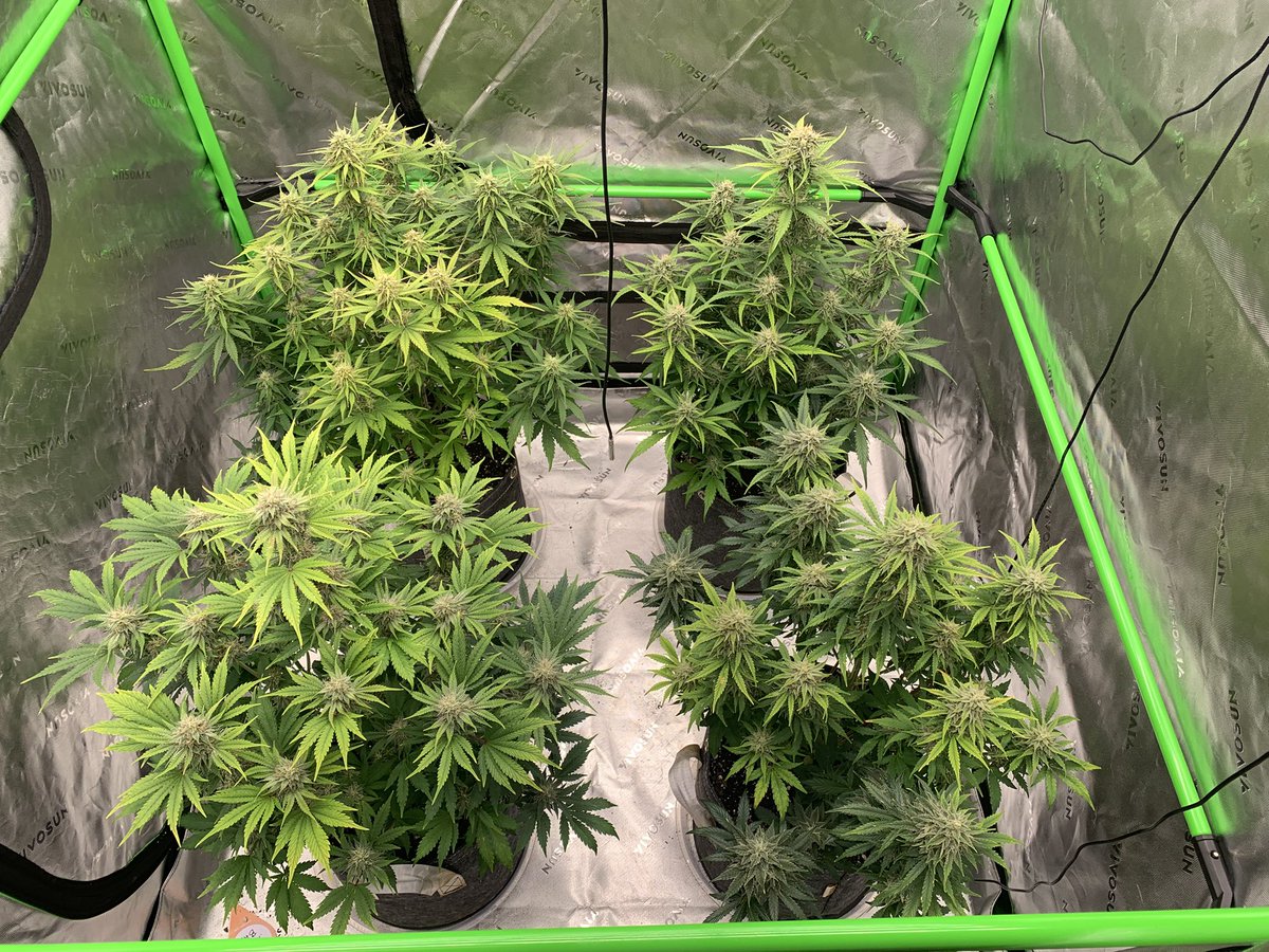 GrowsOhio's tweet photo. Lights on!!! Afternoon check in! The Big Autos were watered this morning! The New Autos are just hit with 750ml each! Let’s grow baby!!!
.
#vivosun #marshydro #viparspectra #organic #autoflower #photoperiod #foxfarm #gaiagreen #loyaltothesoil #cannafam https://t.co/WKVsUFTApR