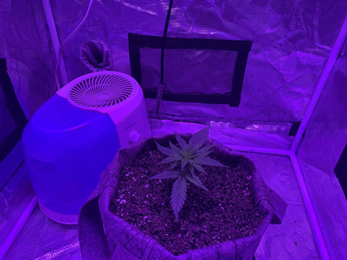 GrowsOhio's tweet photo. Lights on!!! Afternoon check in! The Big Autos were watered this morning! The New Autos are just hit with 750ml each! Let’s grow baby!!!
.
#vivosun #marshydro #viparspectra #organic #autoflower #photoperiod #foxfarm #gaiagreen #loyaltothesoil #cannafam https://t.co/WKVsUFTApR