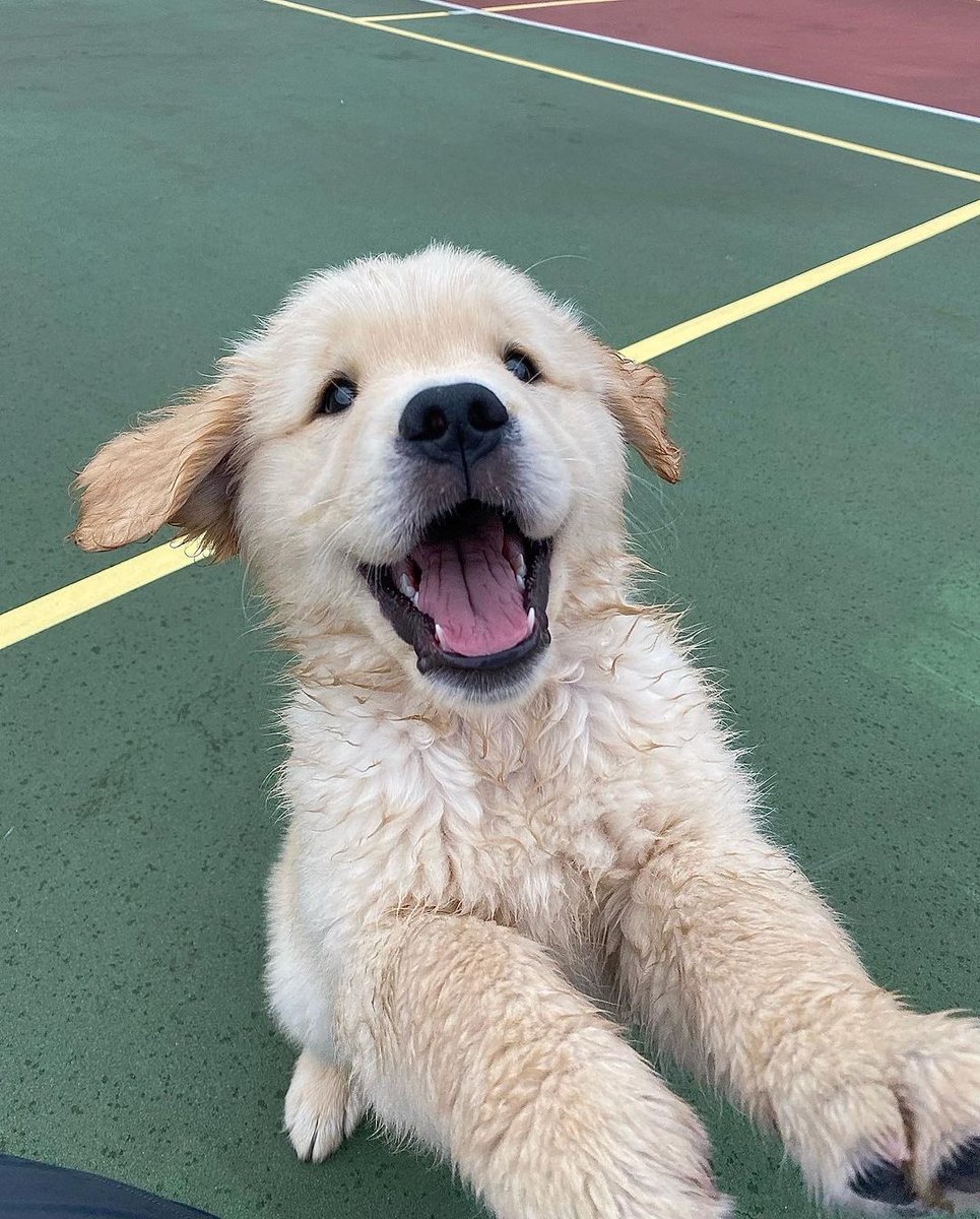 This is Drake. He is very happy to see you. Saw you about five minutes ago, but is thrilled it's happening again. 12/10