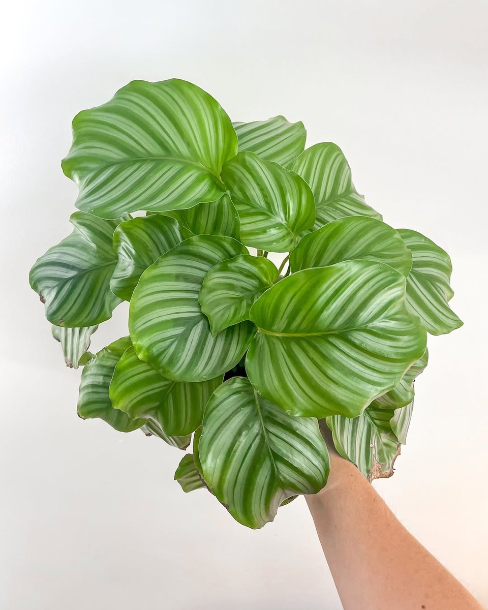 PeopleWPlants's tweet image. Who needs a zebra when you’ve got the leafy stripes of a calathea orbifolia? 🦓🌿
📸: kozplants on IG