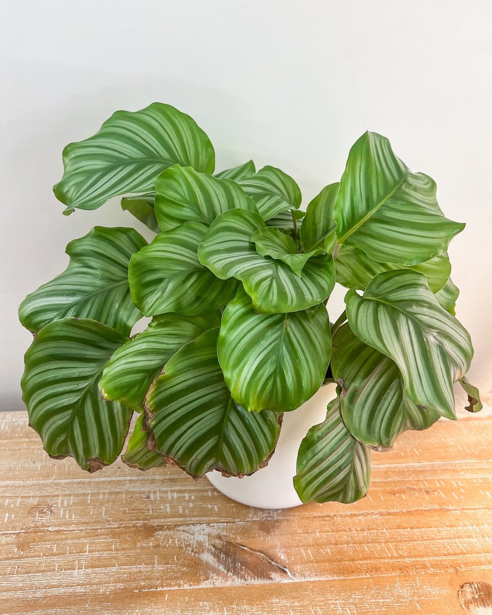 PeopleWPlants's tweet image. Who needs a zebra when you’ve got the leafy stripes of a calathea orbifolia? 🦓🌿
📸: kozplants on IG