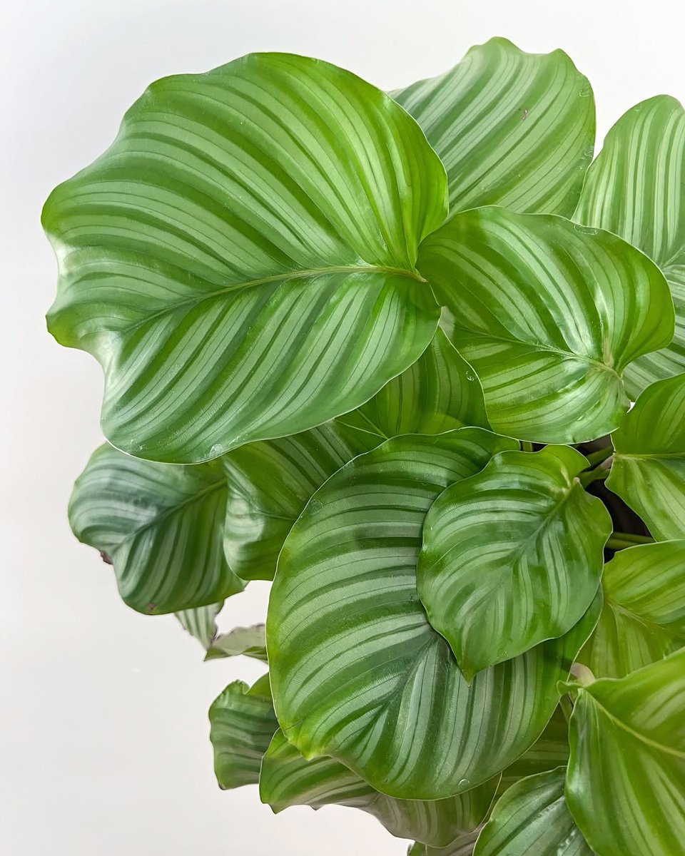 PeopleWPlants's tweet image. Who needs a zebra when you’ve got the leafy stripes of a calathea orbifolia? 🦓🌿
📸: kozplants on IG
