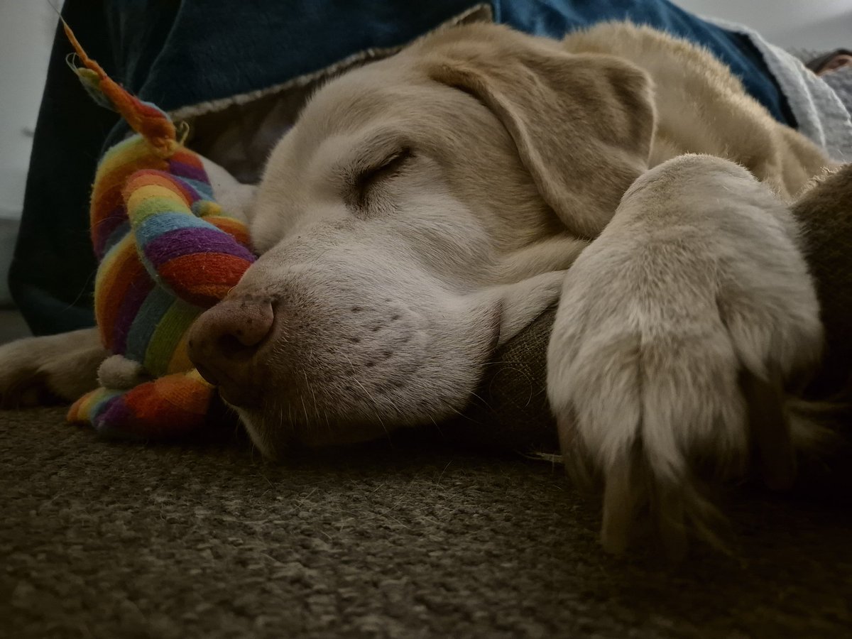 ClementsVicky's tweet image. My fur boy 🐾💙