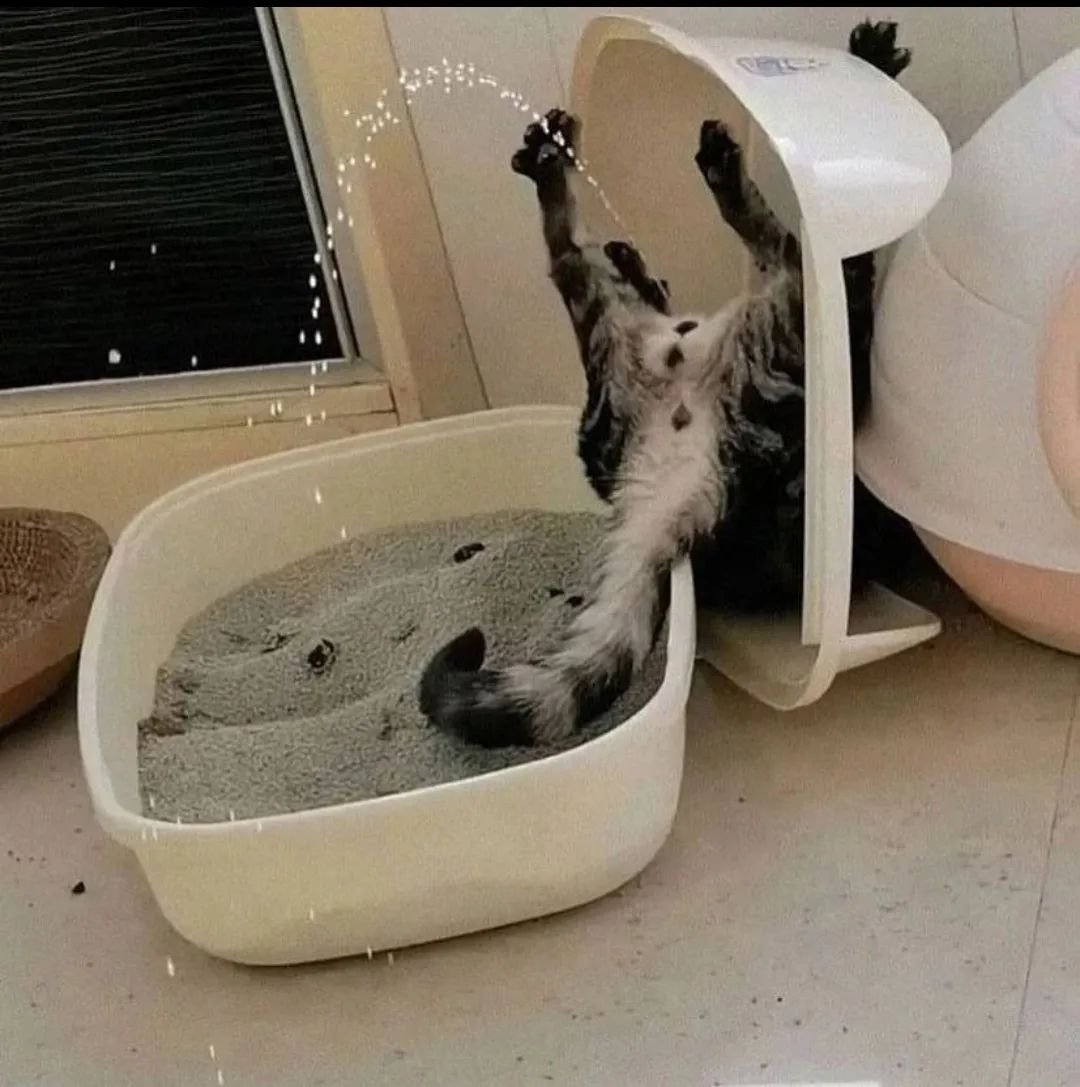 Punch Cat (@punchingcat) on Twitter photo 