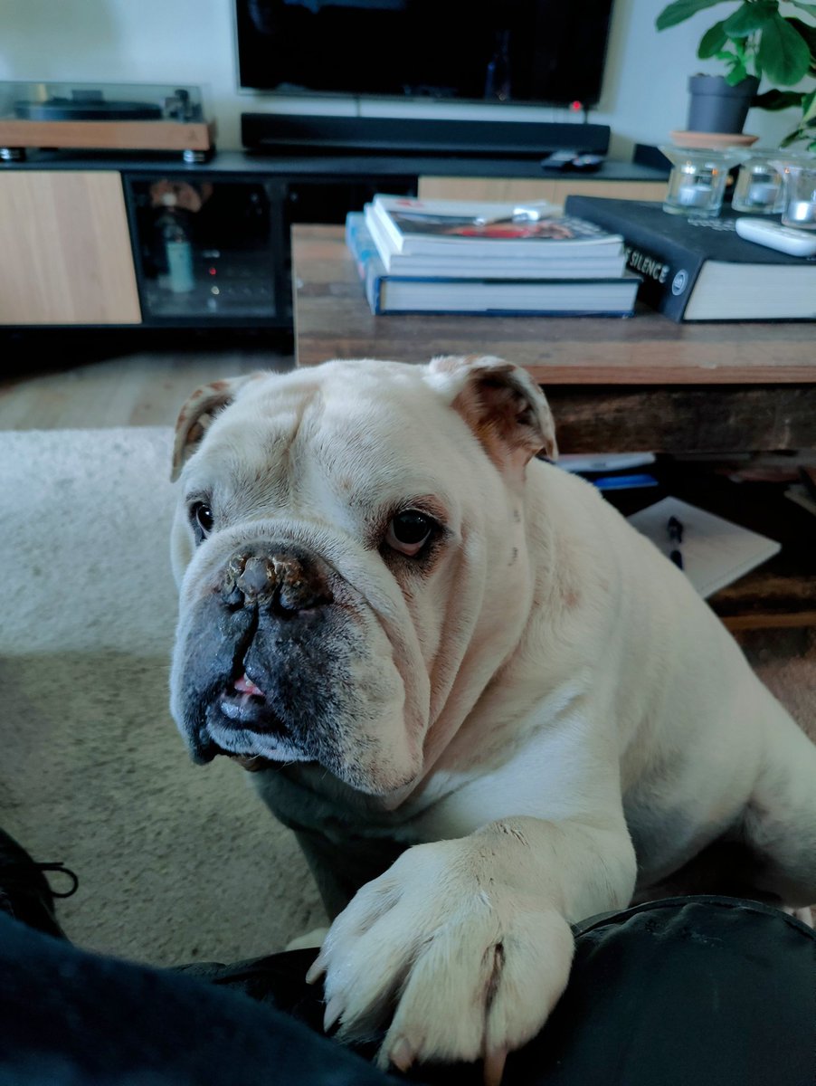 Fuck hvor gør det bare ondt når man mister en hund. Charlie som vi har passet den seneste måned, gik her til aften bort, grundet et hjertestop. Til alt held foregik det uden han registrerede noget. Han sov til alt held stille og roligt ind.
