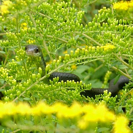 SmithsonianEnv (@smithsonianenv) on Twitter photo This eastern rat snake wishes a happy Year of the Snake, to all who celebrate #LunarNewYear! If you spot this species in your area, it's probably a good sign. These reptiles are nonvenomous and primarily prey on pests like mice or rats. #SILunarNewYear
📸 Karen McDonald This eastern rat snake wishes a happy Year of the Snake, to all who celebrate #LunarNewYear! If you spot this species in your area, it's probably a good sign. These reptiles are nonvenomous and primarily prey on pests like mice or rats. #SILunarNewYear
📸 Karen McDonald