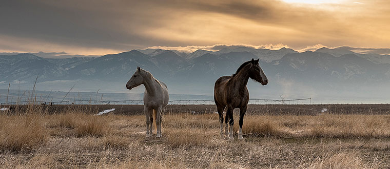 OLLI at MSU will host a virtual Friday Forum titled “Addressing Montana’s Suicide Crisis” on Friday, Feb. 14. The event will be held online via Zoom from noon to 1:30 p.m. and is free and open to the public. Registration is required: montana.edu/olli/archive/