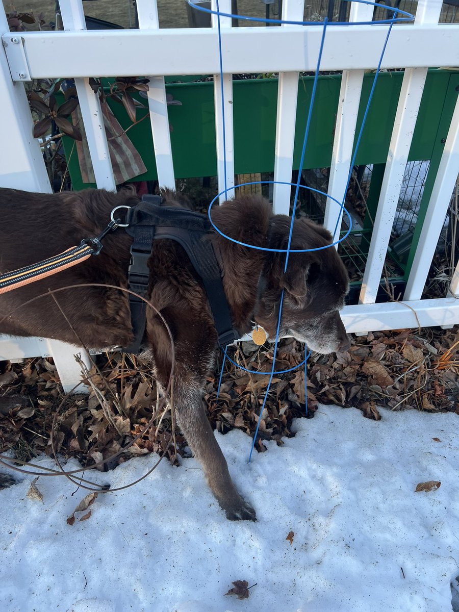 OK, maybe I do get how people let their animals stay stuck in silly things to take a picture