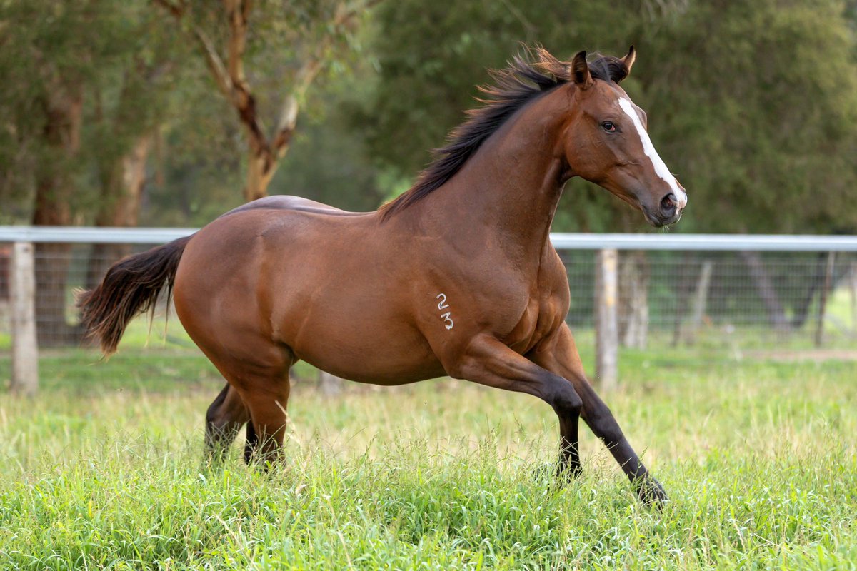 WillowParkStud tweet media