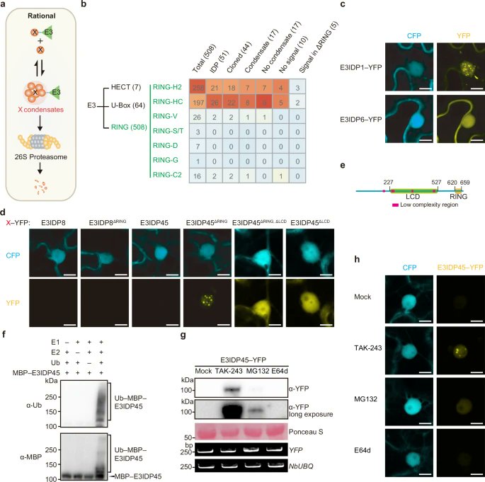 nature.com/articles/s4146…
Genetically-encoded targeted protein degradation technology to remove endogenous condensation-prone proteins and improve crop performance
