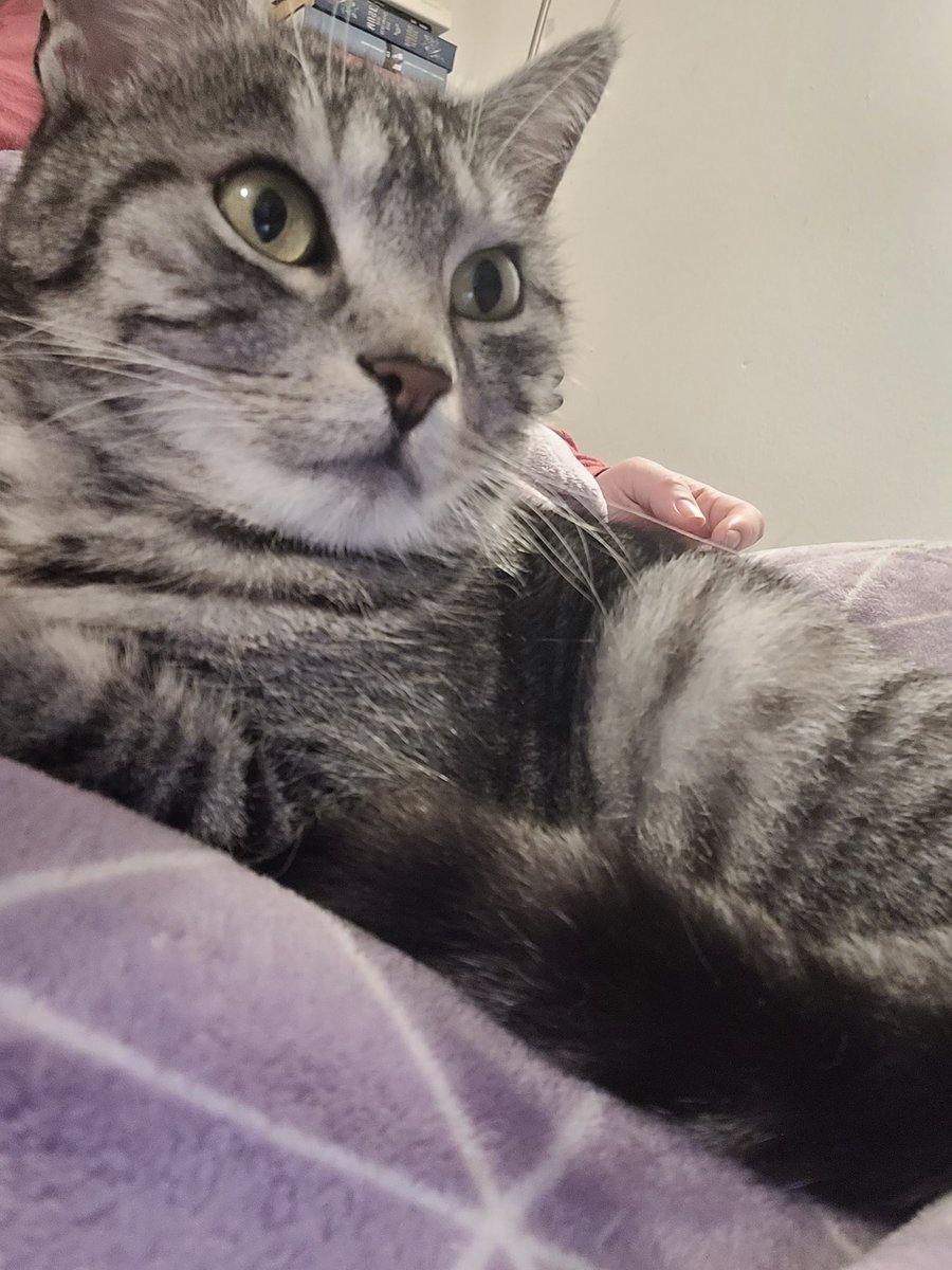 Pals, I'm in trouble🙀Mami scolded with me! I would be far too spoiled,she is now beeing more strict with me!?!🙀😾Only because I didn't want to wait, until she cooked,when she finished work.I wanted to jump on her lap immediately. And meowed at her loud. HELP Frieda #Hedgewatch