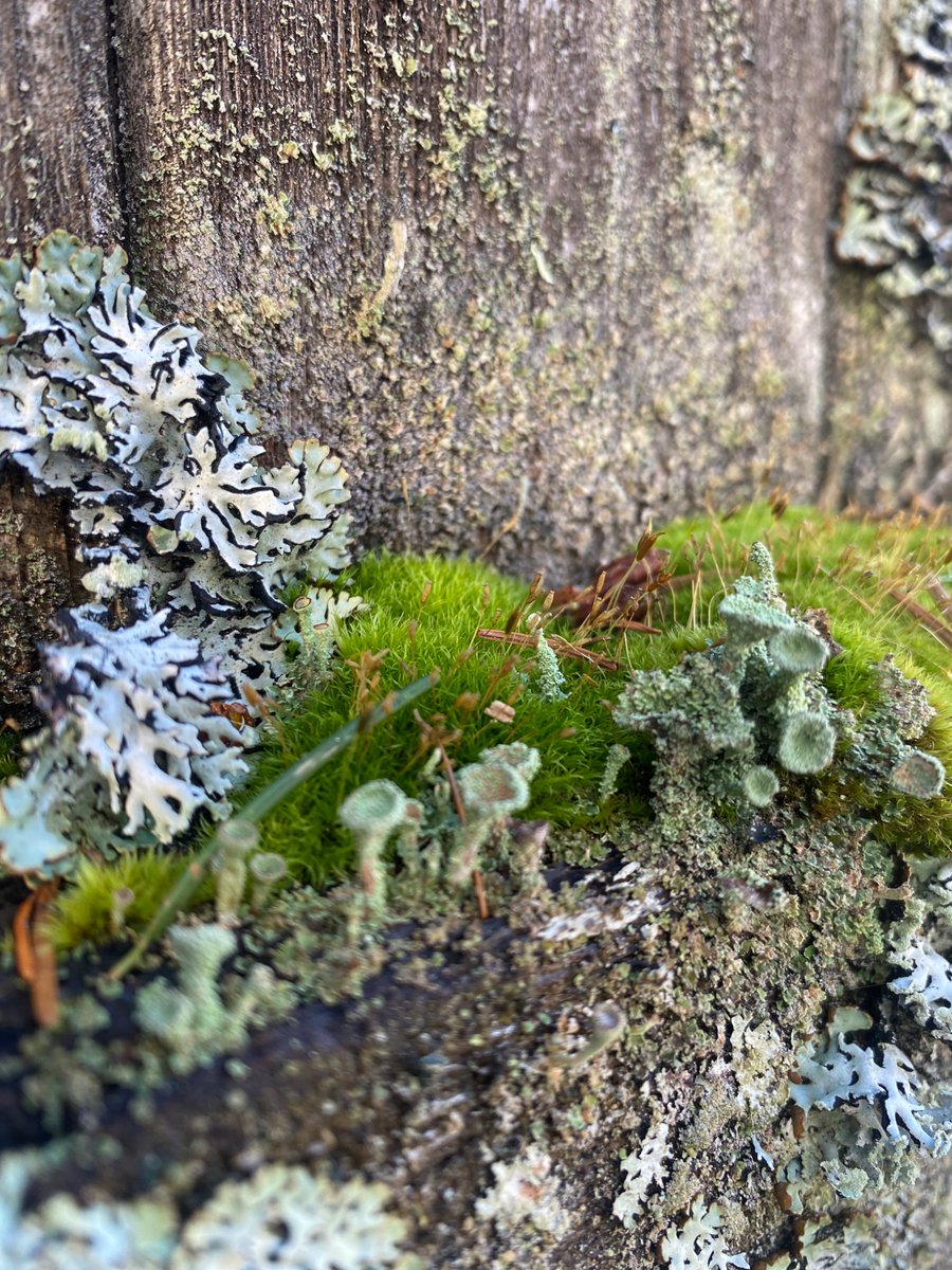 TurfeeJake's tweet image. Beautiful little world if you look close