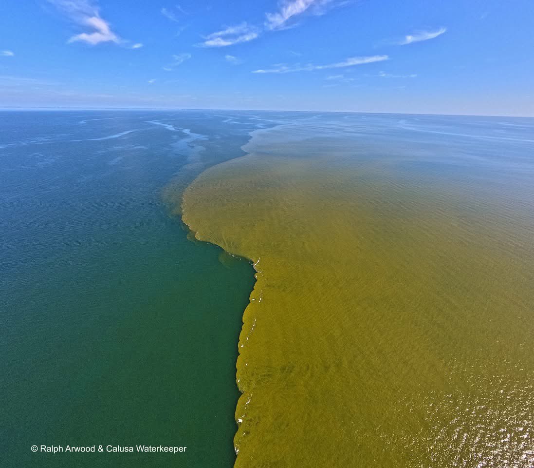 Max Chesnes (@maxchesnes) on Twitter photo Red tide bloom offshore of Naples this week spread ~25 miles across the gulf in Southwest Florida, per <a href="/calusawater/">Calusa Waterkeeper</a> Red tide bloom offshore of Naples this week spread ~25 miles across the gulf in Southwest Florida, per <a href="/calusawater/">Calusa Waterkeeper</a>