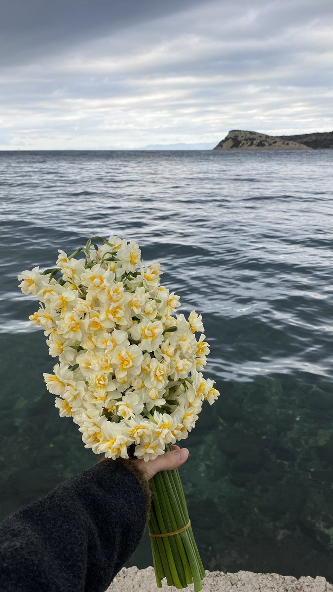 bu sefer alındı🌼 canım eşim çok sevdiğimi bildiğinden her nergis mevsiminde alır🤎 
(senede 1 çiçek alıyorumdur)