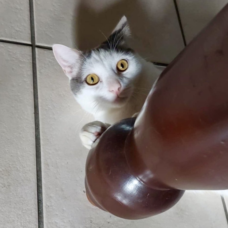 Uncle Ziggy has Golden Eyes!!