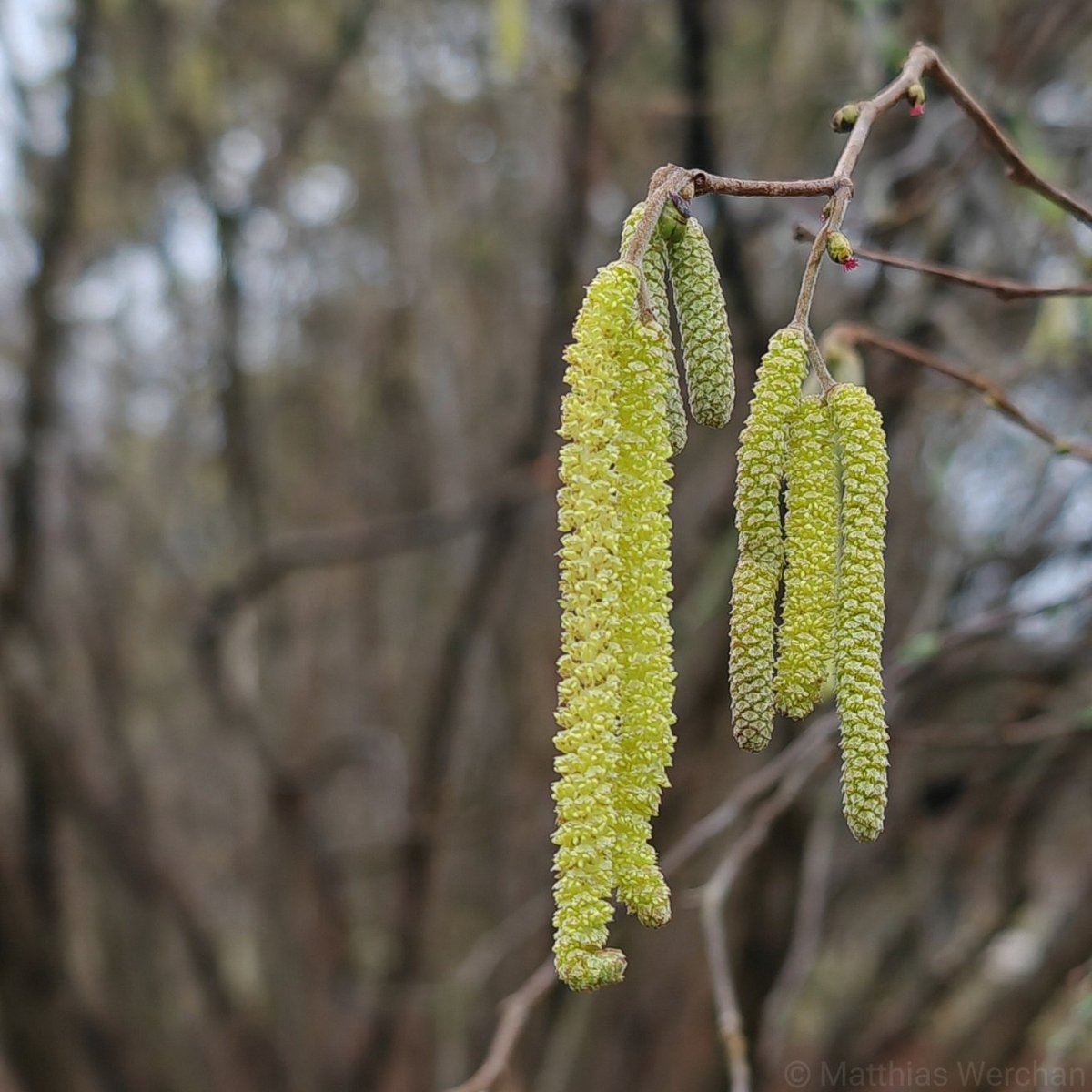 pollenstiftung's tweet photo. Nach unseren beiden Pollen-Meldungen vom 21.12.2024 und 15.01.2025 ist nun die erste 𝗪𝗼𝗰𝗵𝗲𝗻𝗽𝗼𝗹𝗹𝗲𝗻𝘃𝗼𝗿𝗵𝗲𝗿𝘀𝗮𝗴𝗲 unserer Stiftung 𝗳𝘂̈𝗿 𝗗𝗲𝘂𝘁𝘀𝗰𝗵𝗹𝗮𝗻𝗱 für das Jahr 𝟮𝟬𝟮𝟱 erschienen. Ab sofort begleiten wir Euch wieder regelmäßig durch die Pollensaison. 

𝗪𝗼𝗰𝗵𝗲𝗻𝗽𝗼𝗹𝗹𝗲𝗻𝘃𝗼𝗿𝗵𝗲𝗿𝘀𝗮𝗴𝗲 𝗕𝗶𝗿𝗴𝗶𝘁: Nach erstem stärkeren Pollenflug wieder ruhiger – vor allem Haselpollen fliegen.
ℹ️ In weiten Teilen des Tieflands trifft man bereits auf blühende oder blühbereite Haseln (Corylus). Ebenso häufig finden sich aber aktuell noch Exemplare, die fest „in „Morpheus’ Armen ruhen“ (sprich: nicht blühbereit sind). Mit der Rückkehr kalter Temperaturen verlangsamt sich die weitere Entwicklung der pollenbestückten Kätzchen der Baum- und Strauchhaseln (Corylus colurna und C. avellana). Der Hasel-Pollenflug wird damit wieder (deutlich) schwächer und wenig Allergiker-wirksam als zuletzt. Somit könnten für viele Betroffene nochmals beschwerdearme Tage anstehen. Aber Achtung: Vor dem Wochenende und/oder bei gebietsweisem Sonnenschein und deutlichen Plusgraden (> +5°C), sind Pollen schnell zur Stelle – die nächste blühende Hasel ist meist nicht weit entfernt.
Die vollständige Wochenpollenvorhersage des PID für Deutschland könnt Ihr hier finden:
https://t.co/kAkiOVHyHv

📷 Blühende Hasel (Corylus) in Berlin am 29.01.2025 © Matthias Werchan

#Pollenflug #PIDinformiert #Erlenpollen #Haselpollen #Erle #Hasel #Alnus #Corylus #Pollenallergie #Pollenvorhersage #Heuschnupfen #Gesundheit