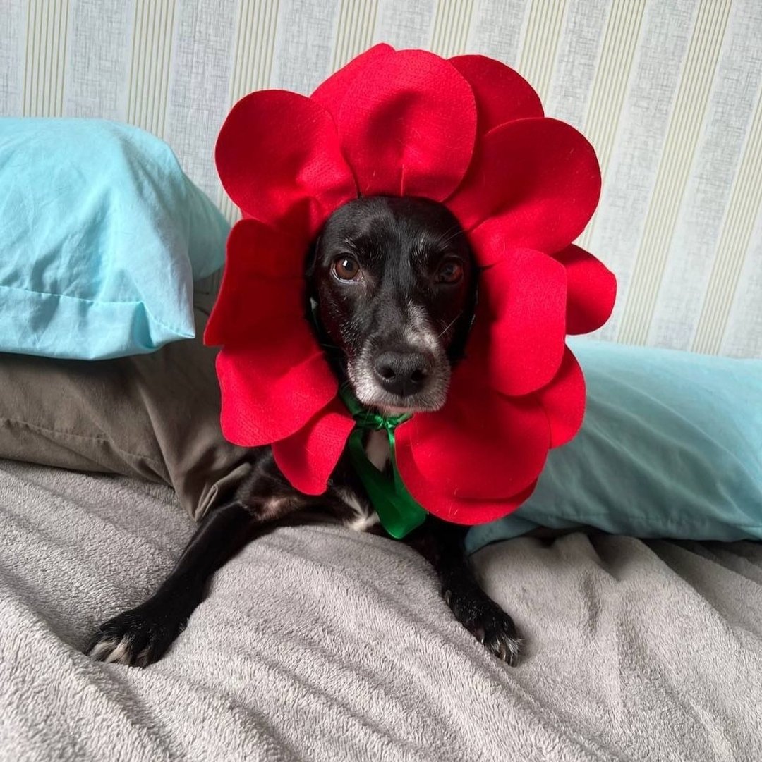Symbolush1313's tweet photo. Rosinha🌹🥰 https://t.co/rlm1W0yIsY