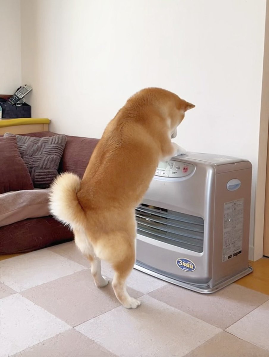 散歩帰りという肝心なときに灯油が切れたヒーターを詰める柴犬…