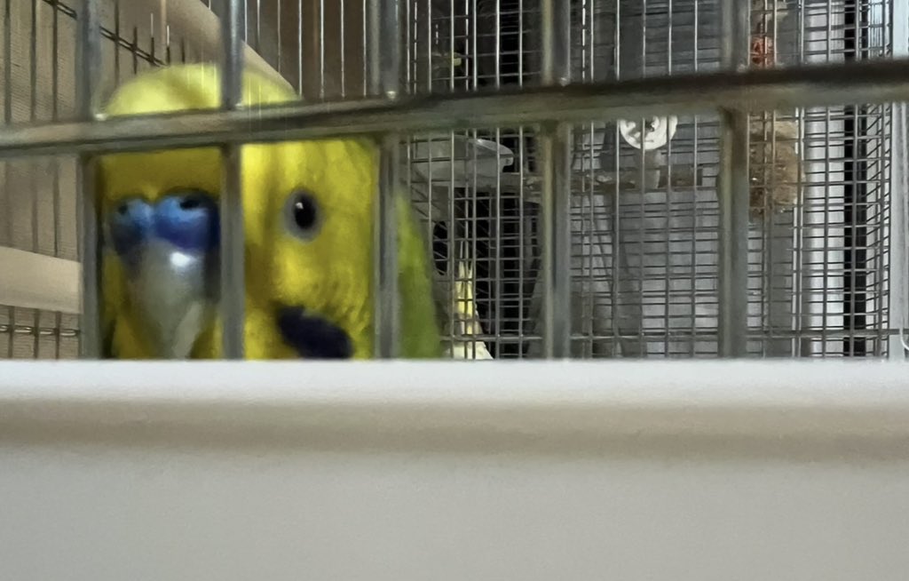 naposan_'s tweet photo. 床に降りて目線を合わせてくれるぽこさん
しれっとぴぅさんも…

#セキセイインコ  
#オカメインコ https://t.co/b2y5qUS7L6