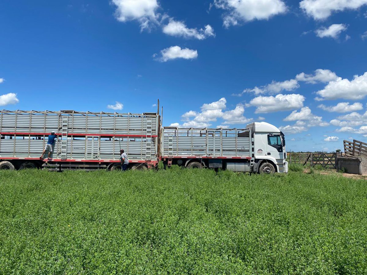 silviacarles's tweet photo. Llegaron #terneros !!! A seguir apostando al #campo https://t.co/6Sveyzjltr