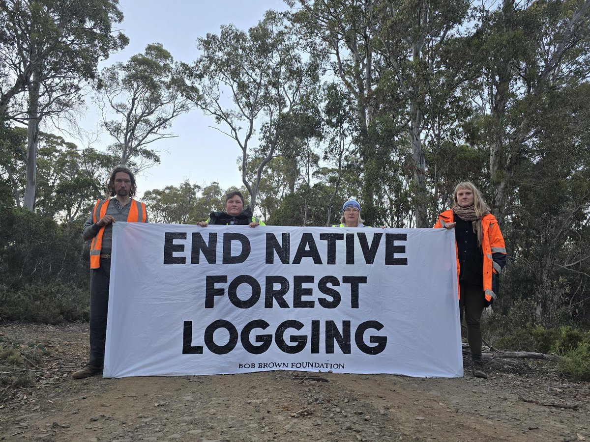 BobBrownFndn's tweet photo. A shocking look at ancient high-altitude eucalyptus forests being torn apart by logging with the Tasmanian Wilderness World Heritage Area in the background. 
⚠️ This is where, today, protesters have peacefully halted logging — just 15km from the famous Lake St Clair. #politas https://t.co/htNsaUIDKQ