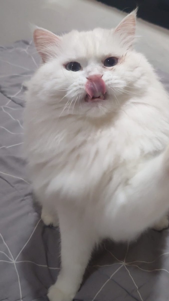 Steven Agustian tweet media