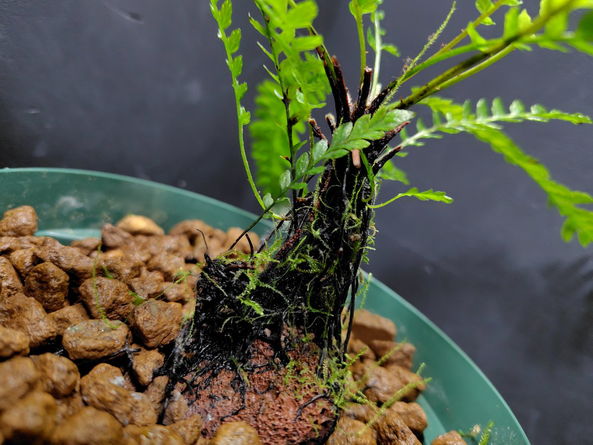 AQUAFORTUNE2007's tweet photo. Blechnum obtusatum var. francii
2014年6月に入荷した株になります
長い水中育成から上陸後にやらかしてこの1年で何とかここまで復活してくれました!!
これからも長く維持、増殖出来ればと思います😊
#Blechnum
#francii https://t.co/GYDNchWNm6