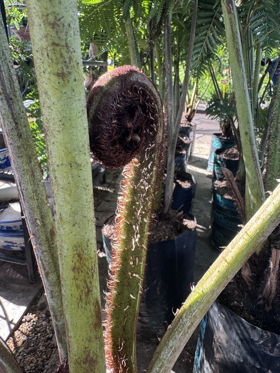 EckardsGarden's tweet photo. We love watching the crosiers unwind on the tree ferns! These stunning plants thrive in morning sun and afternoon shade, needing rich soil, regular watering and feeding. Our tip is to apply a thick layer of mulch around their base to help with water retention 🌸 #eckardsgarden https://t.co/zS9FGVgTyc
