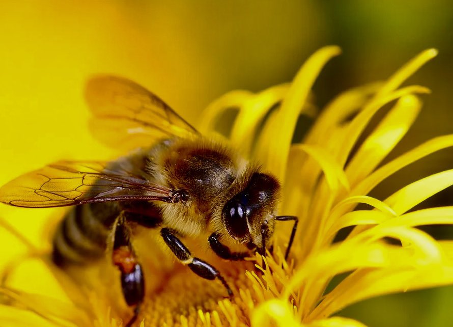 Isabell74246962's tweet photo. Happy Thursday πππ
#InsectTuesday
βThe flower doesnβt dream of the bee. It blossoms and the bee comes β-Mark Nepo https://t.co/stS4Shbj6Q