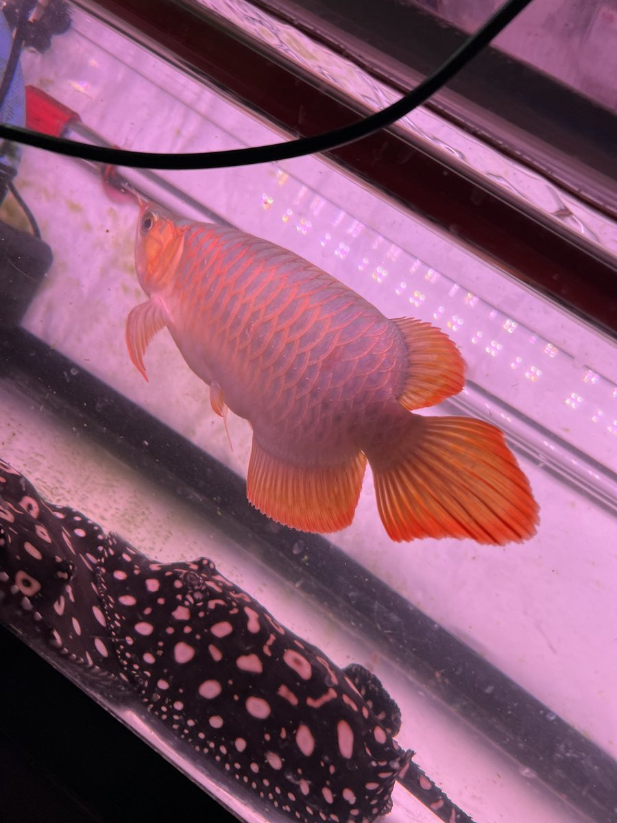 キャンセル出た為、格安で販売します‼️

ブランド紅龍　

３５万→175000‼️

発送も可能ですのでよろしくお願いします🙇‍♂️

#アロワナ
#熱帯魚