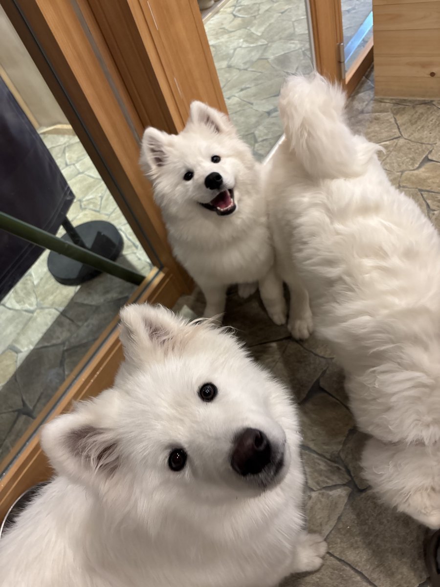 samoyedmoffu's tweet photo. ジェノちゃん、フロアデビューしました✨️ https://t.co/bmkLKluoRD