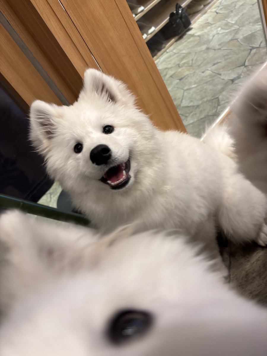 samoyedmoffu's tweet photo. ジェノちゃん、フロアデビューしました✨️ https://t.co/bmkLKluoRD
