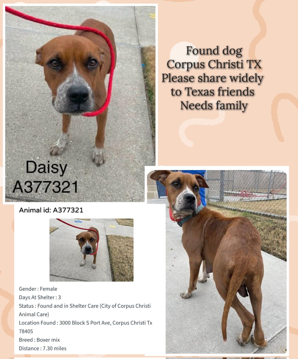 beeleevitonly's tweet photo. 🆘️‼️#MedicalRescue DAISY #A377321 
#CorpusChristi ##TX ACS brought in after hit by car. Puppies were not with her. Needs rescue #TBK 2/3 Monday 💉☠️ #RescueVillage💔 need
#PledgesForRescue to get her out ASAP
Please RT 🆘️ 18 mos old, #boxermix, gentle 
HW neg, a brave girl https://t.co/jRcxkqS3XC
