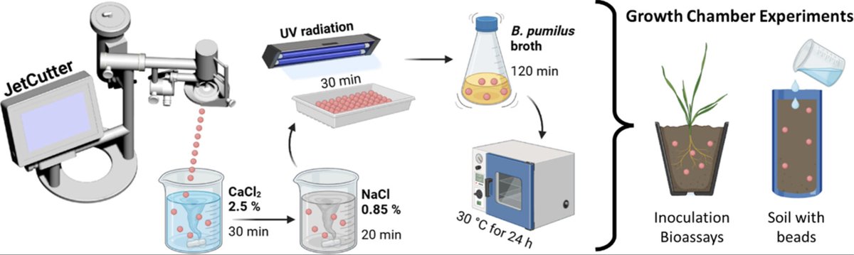 paperperday's tweet photo. "immobilizing Bacillus pumilus using alginate hydrogels with JetCutter to enhance water retention in soil and plant biostimulant properties" https://t.co/4B1ngGr4m3