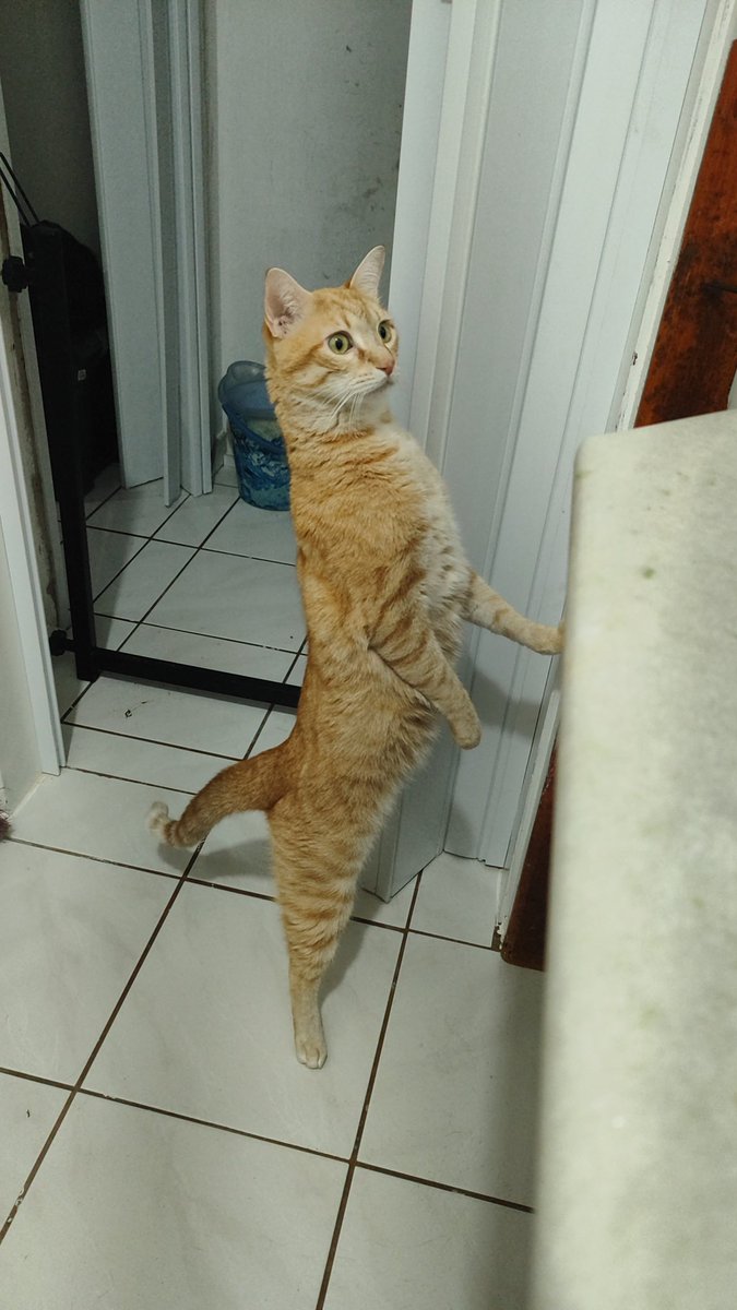 paty_soriedem's tweet photo. @gatinarios A cara do Apolo com essa afirmação... https://t.co/lcKvGKsW8v