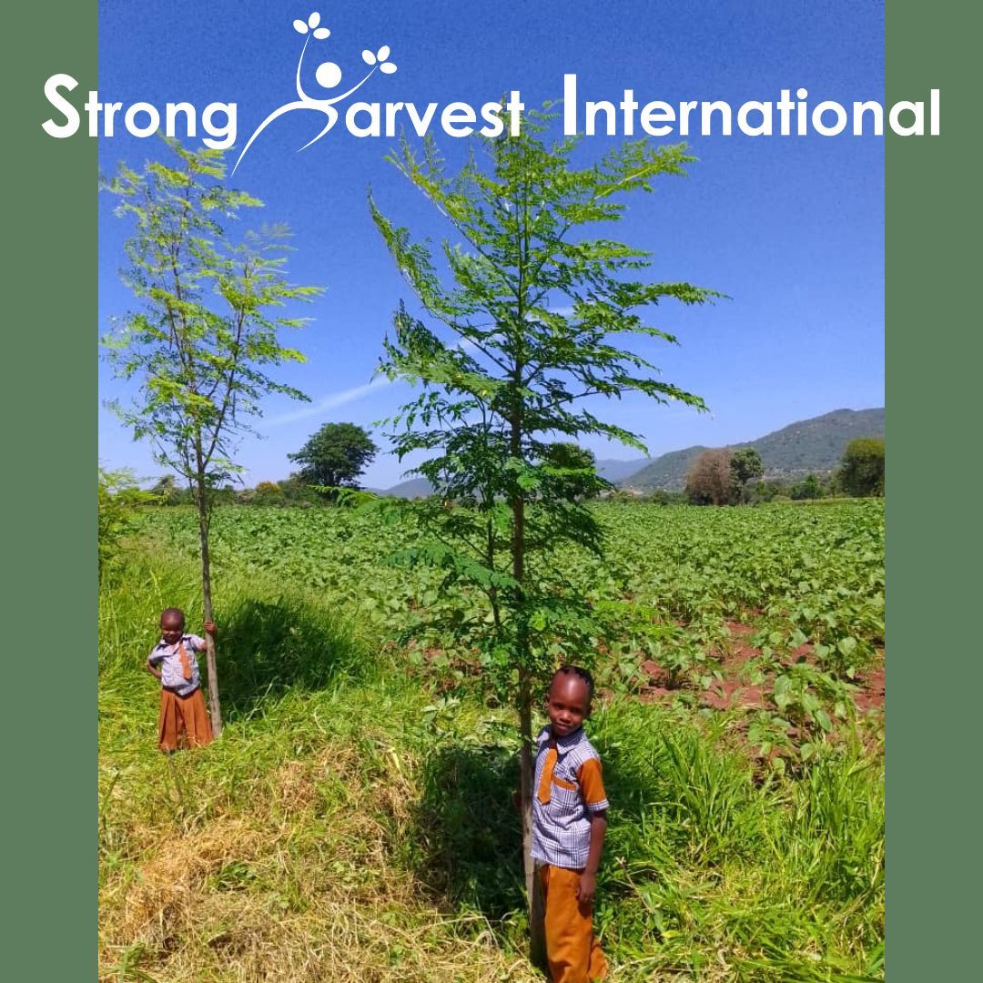 Strong Harvest tweet media