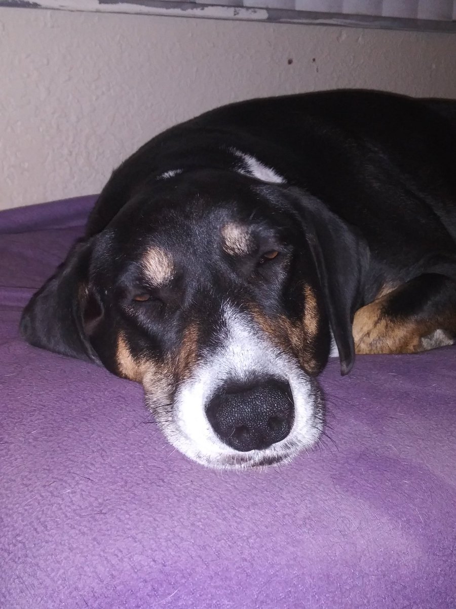 Drommie🌈 the Doxie Mix and Her Saluki Siblings tweet media